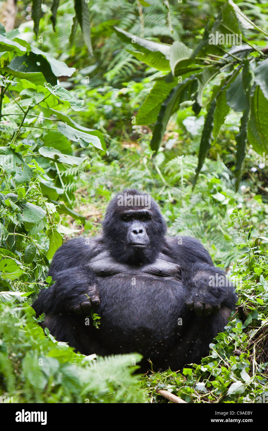 Berggorillas im Bwindi Impenetrable National Park in Süd-West-Uganda. Stockfoto