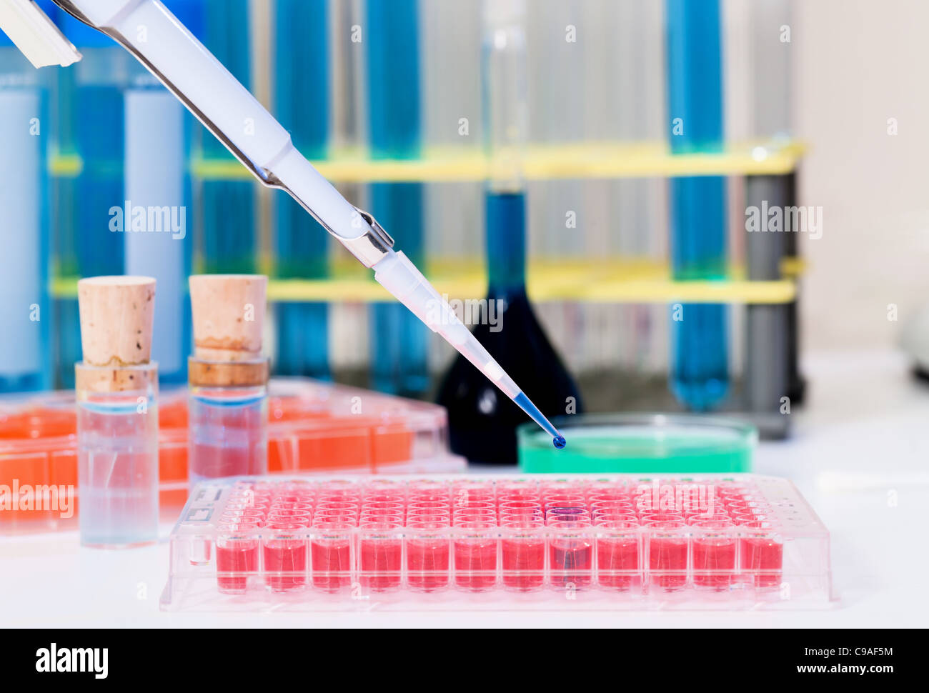 Labor-Mikro-Pipette betritt die biologische Lösung in einem PCR-Röhrchen Stockfoto