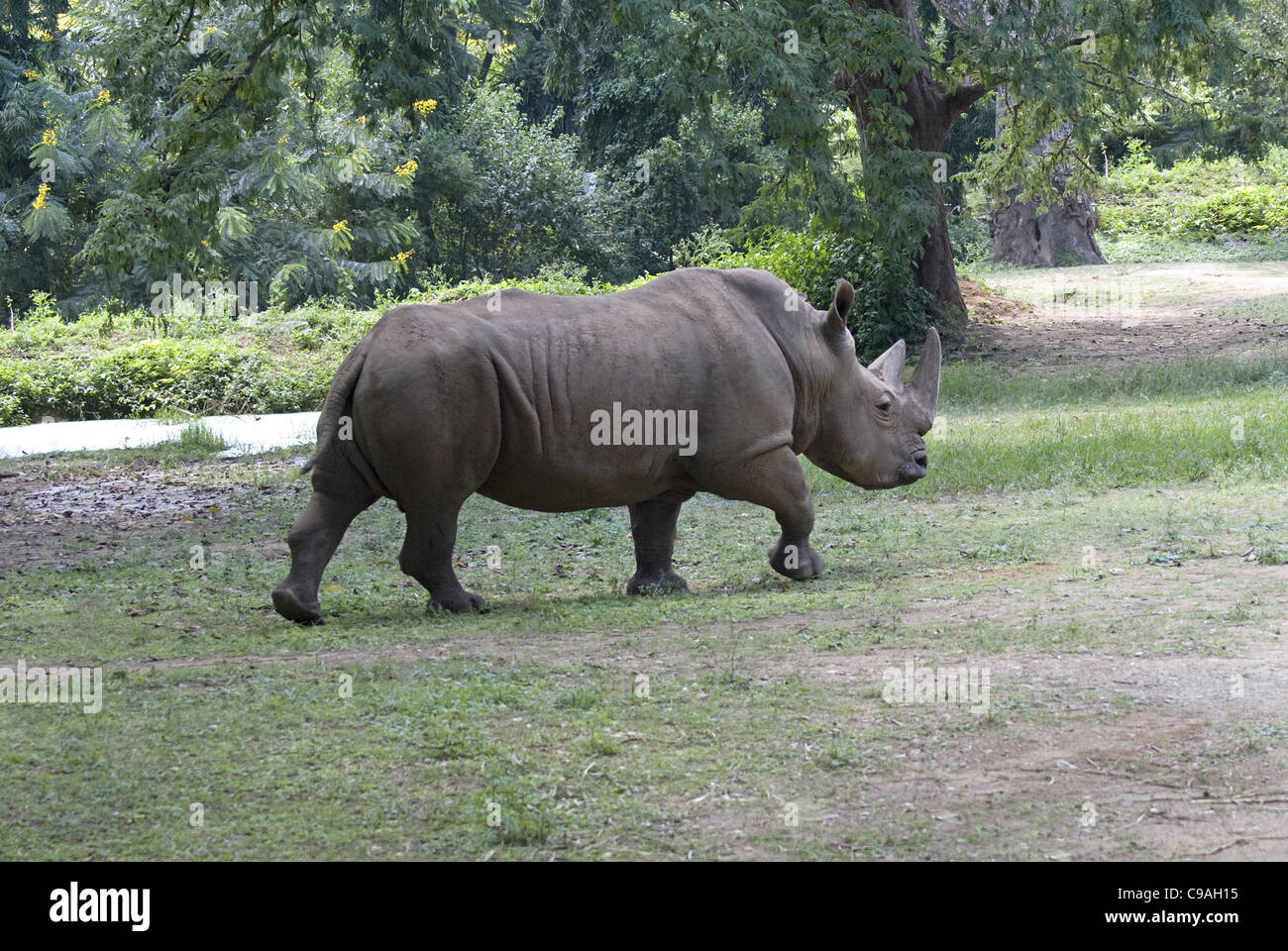 Ein gehörnter Rhino in Mysore Zoo Stockfoto