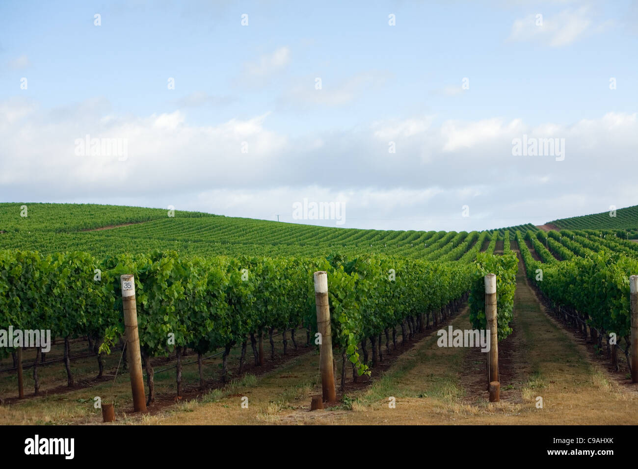 Weinberg in der renommierten Pipers River Wein Region. Pipers River, Tasmanien, Australien Stockfoto