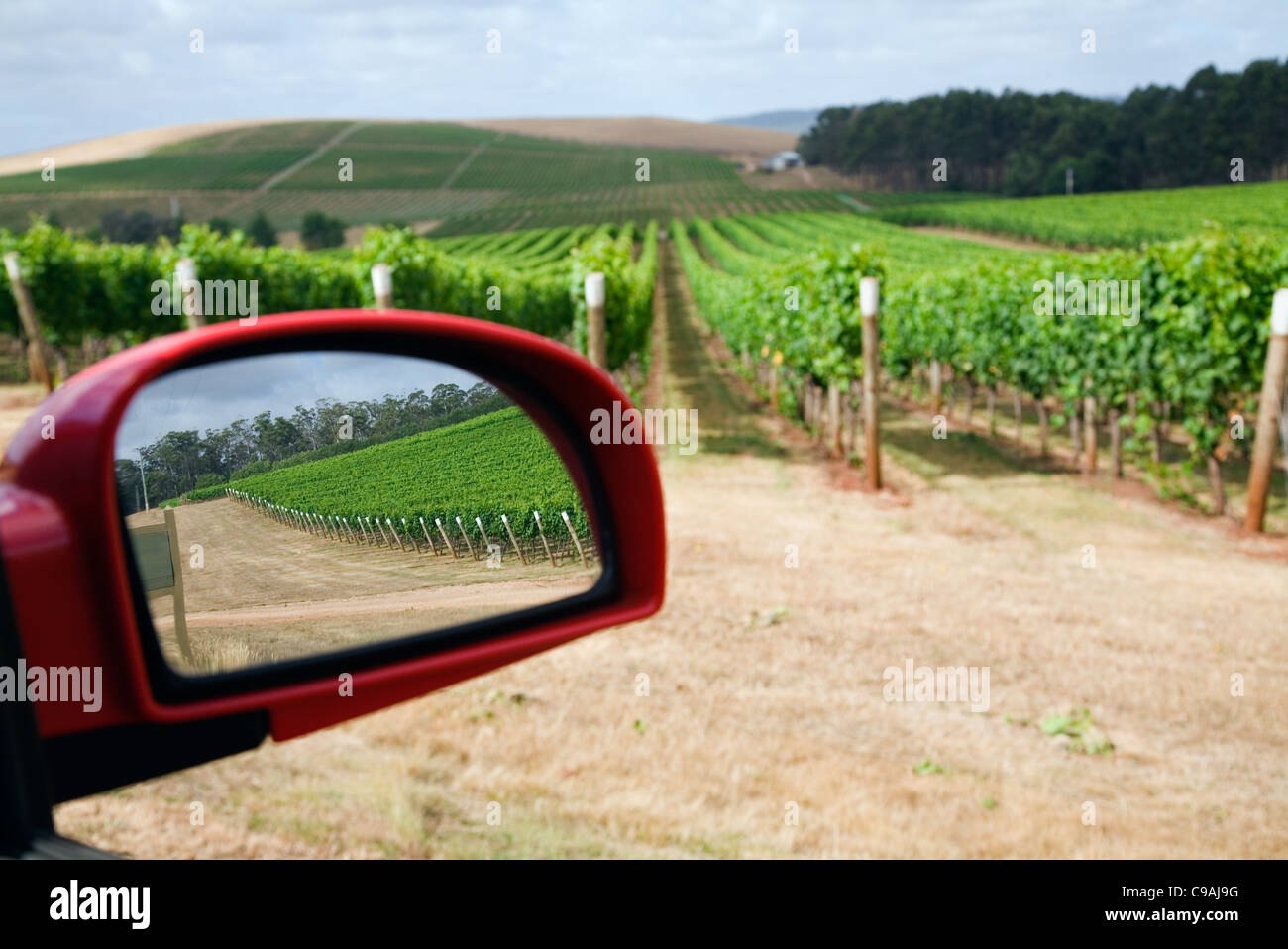 Fahrt durch die Weinberge der Pipers River Wein Region.  Pipers River, Tasmanien, Australien Stockfoto