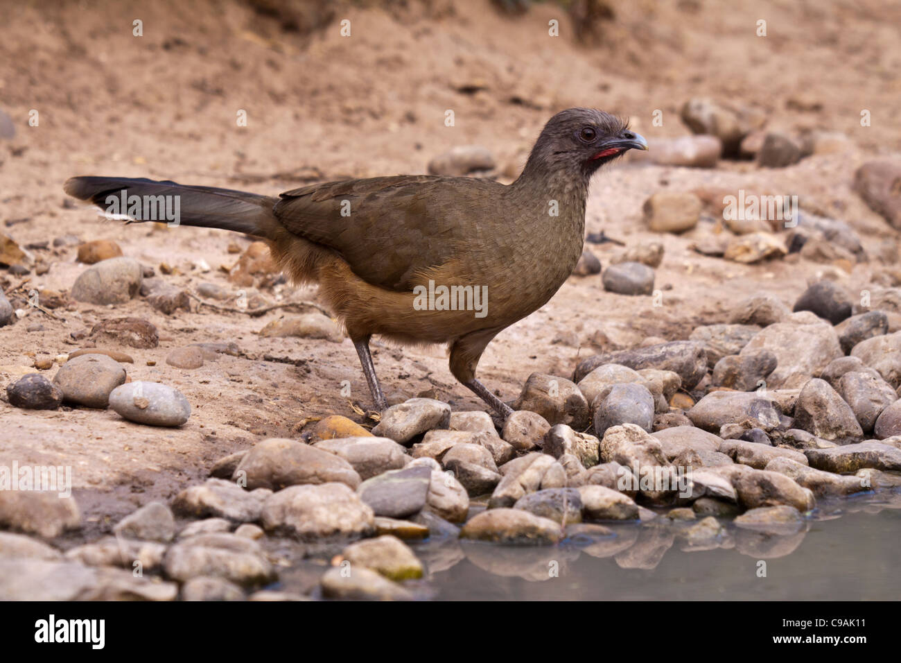 Ebene Chachalaca, Ortalis vetula, auf der Javelina-Martin Ranch und Zuflucht in Süd-Texas. Stockfoto