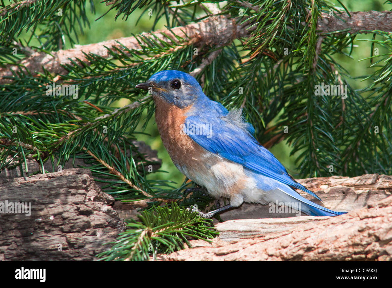 Eastern Bluebird, Sialia sialis, eine mittelgroße Drossel, die Mehlwürmer fängt, um Babys im Hinterhofwald in McLeansville, North Carolina, zu ernähren. Stockfoto