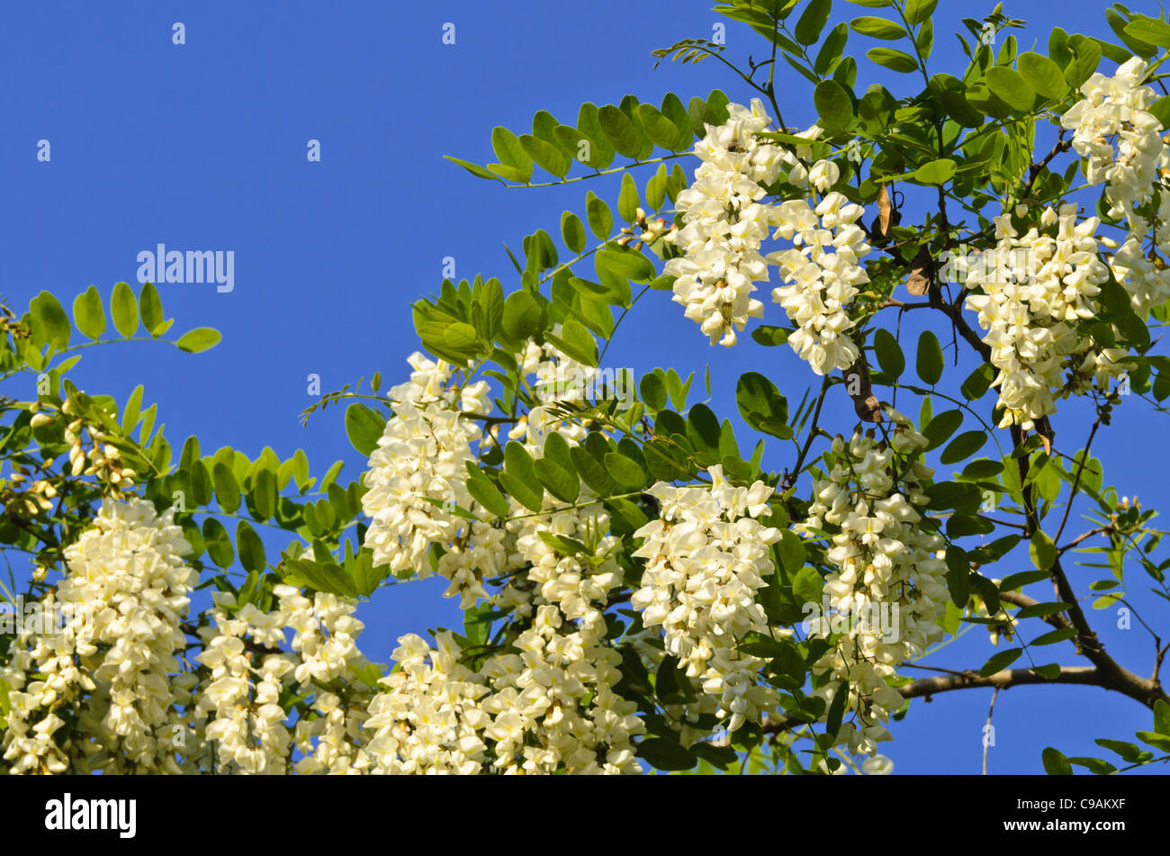 Robinie (Robinia pseudoacacia) Stockfoto