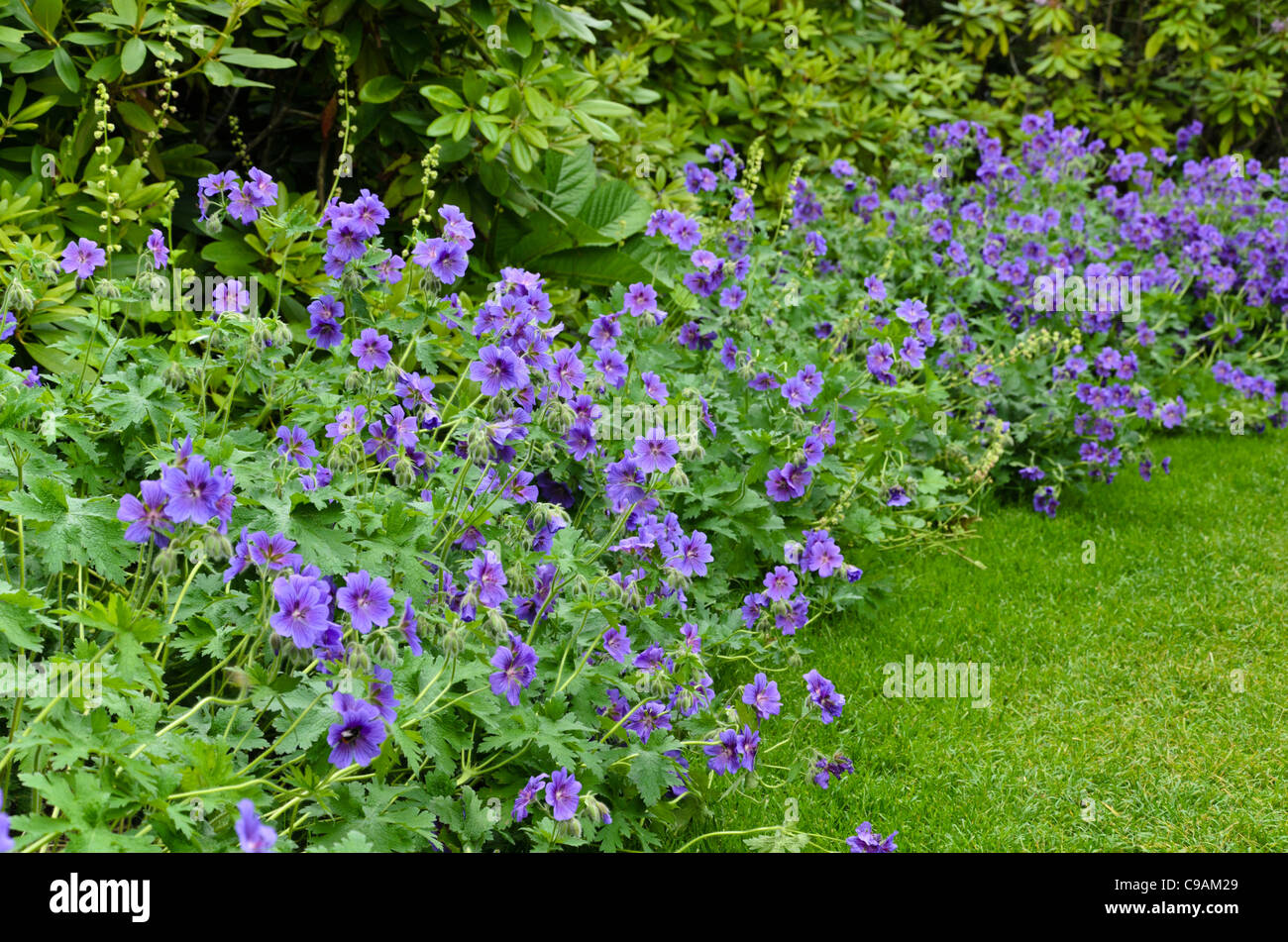 (Geranium x magnificum cranesbill) Stockfoto