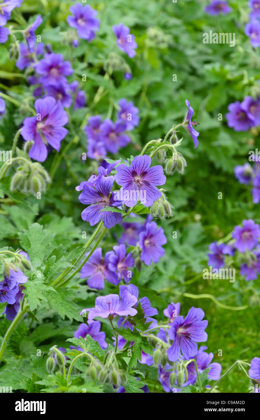 (Geranium x magnificum cranesbill) Stockfoto