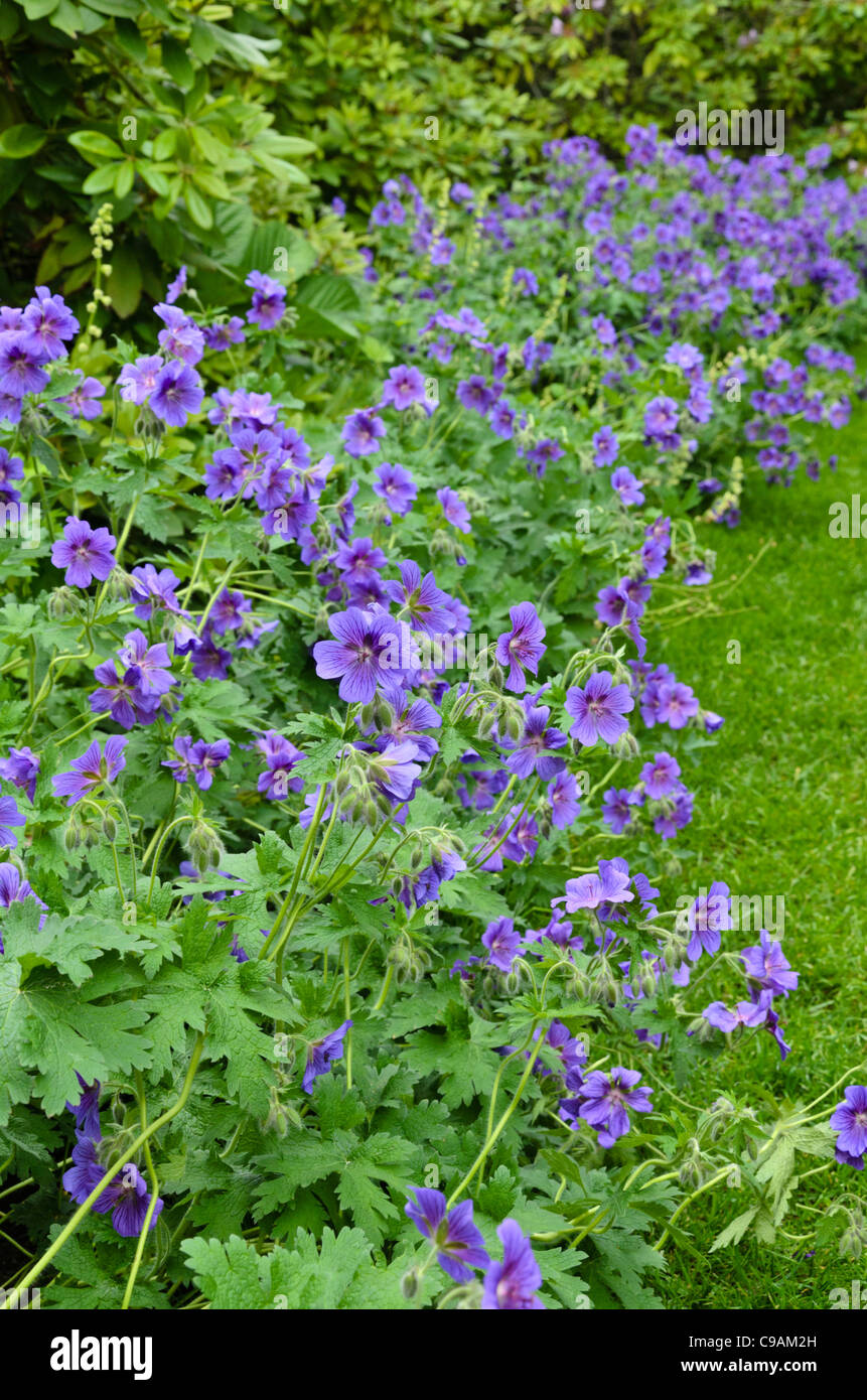 (Geranium x magnificum cranesbill) Stockfoto