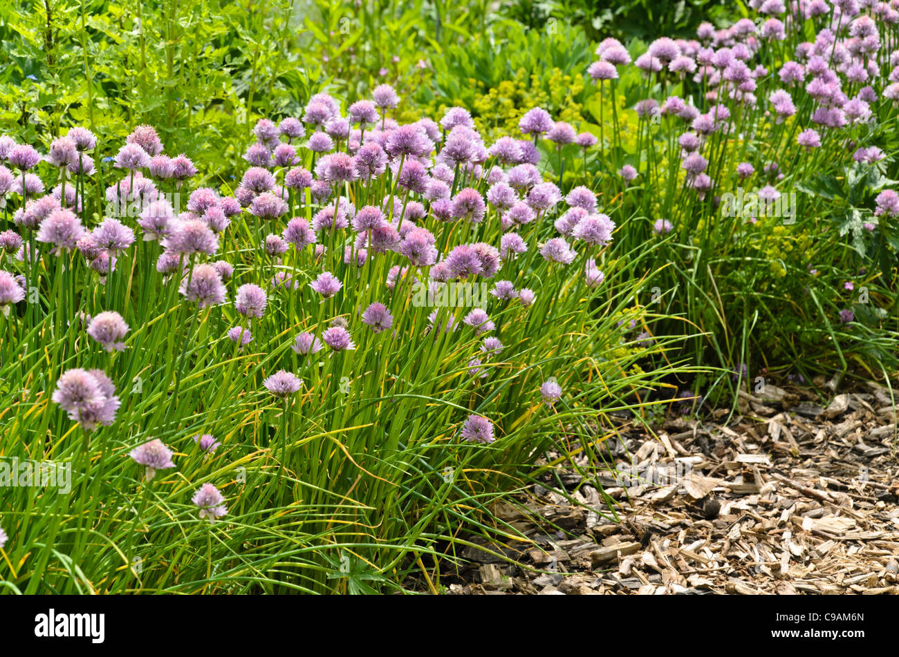 Schnittlauch (Allium schoenoprasum) Stockfoto