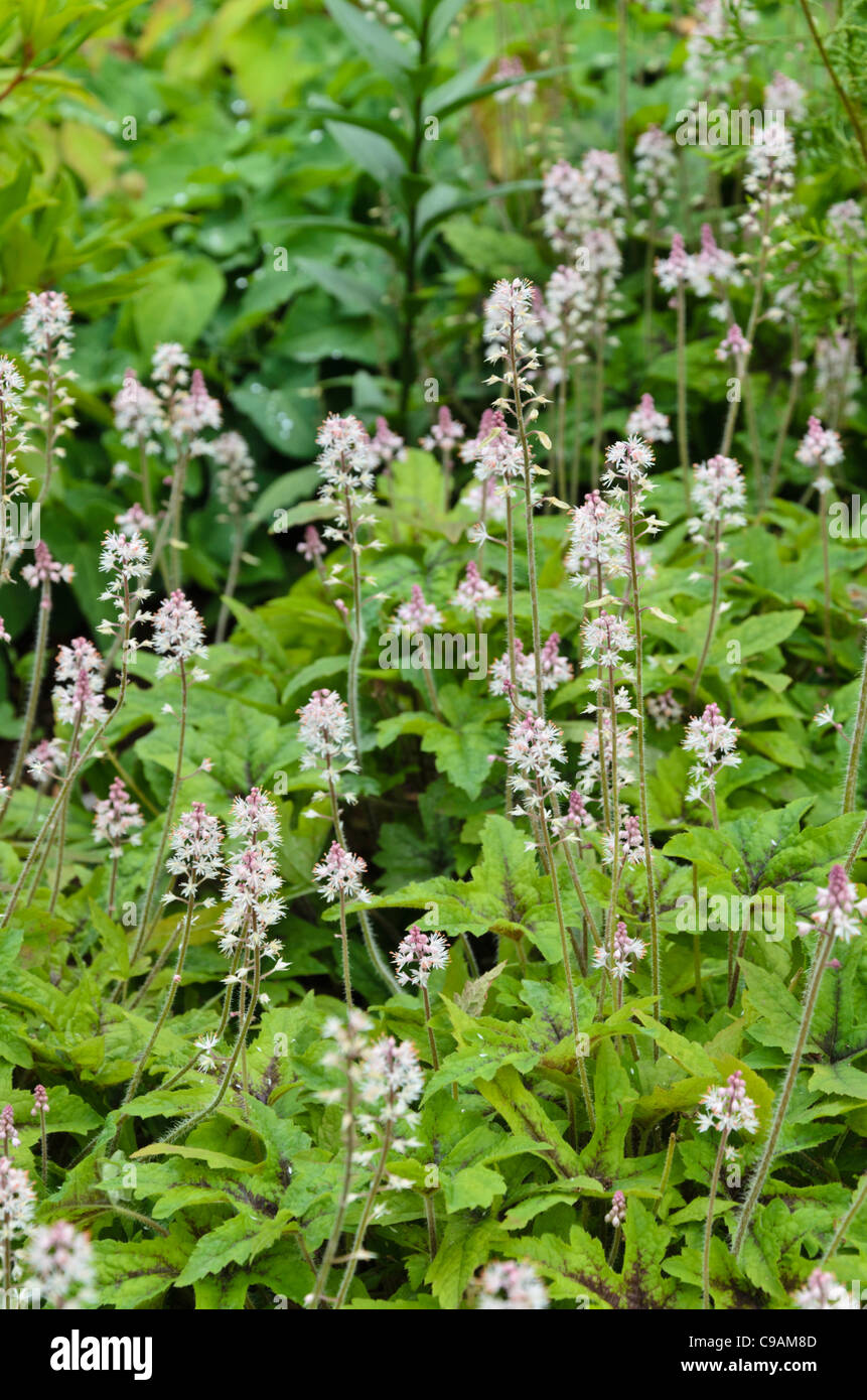 Tiarella foamflower (Starburst) Stockfoto