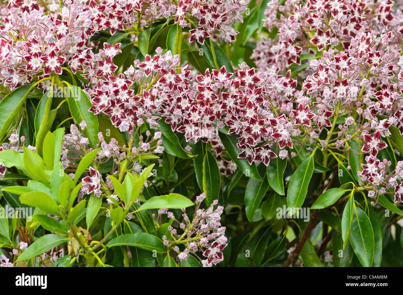 Mountain Laurel (kalmia latifolia 'COMET') Stockfoto