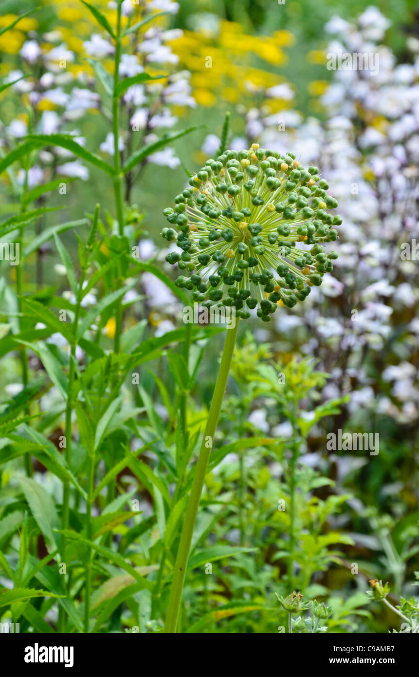 Zierpflanzen Zwiebel (Allium) Stockfoto