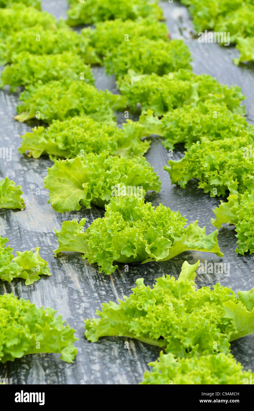 Blattsalat (Lactuca sativa var. crispa 'Lollo Bionda Levistro') auf Mulchfolie Stockfoto