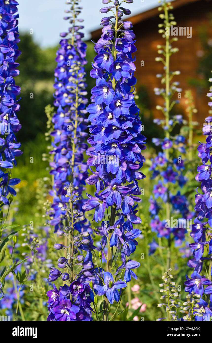 Rittersporn (delphinium elatum) Stockfoto