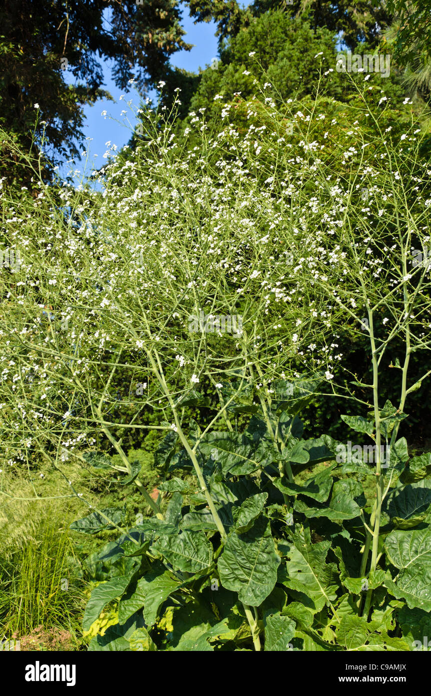 Mehr Meer kale (crambe cordifolia) Stockfoto