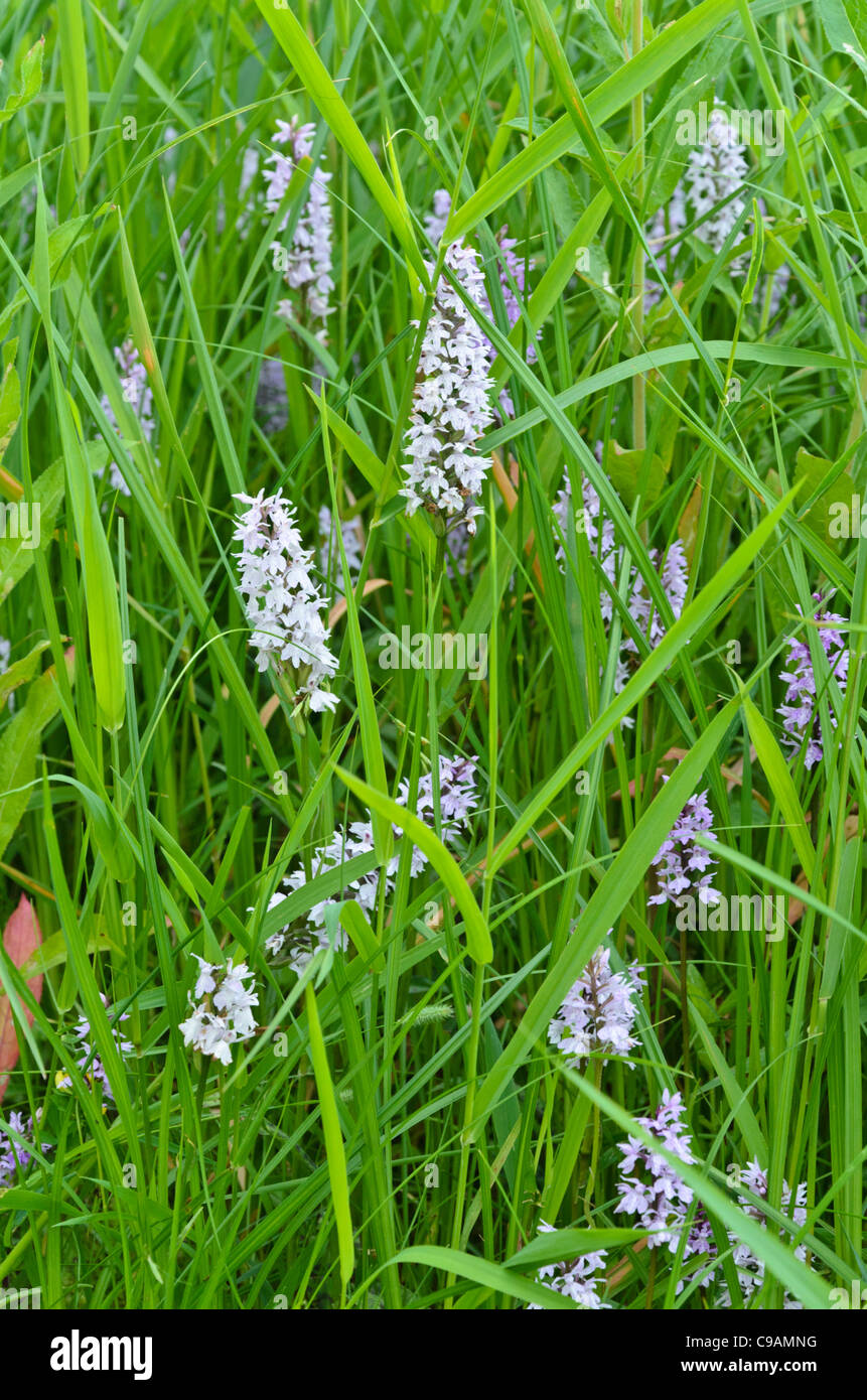 Gemeinsame getupft Orchidee (Dactylorhiza fuchsii) Stockfoto