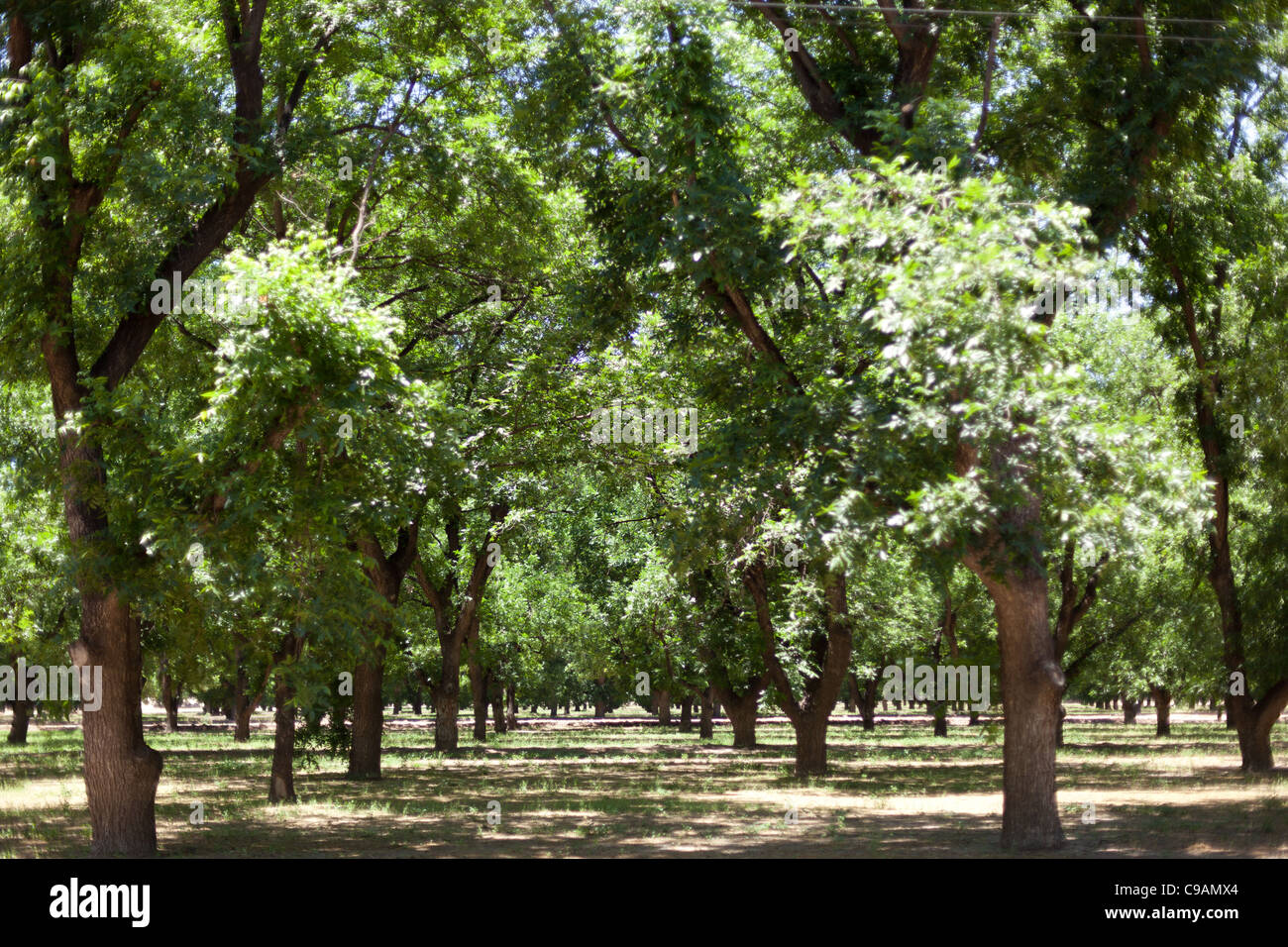 Pecan-Bäume aufgereiht auf einer Farm pecan Stockfoto