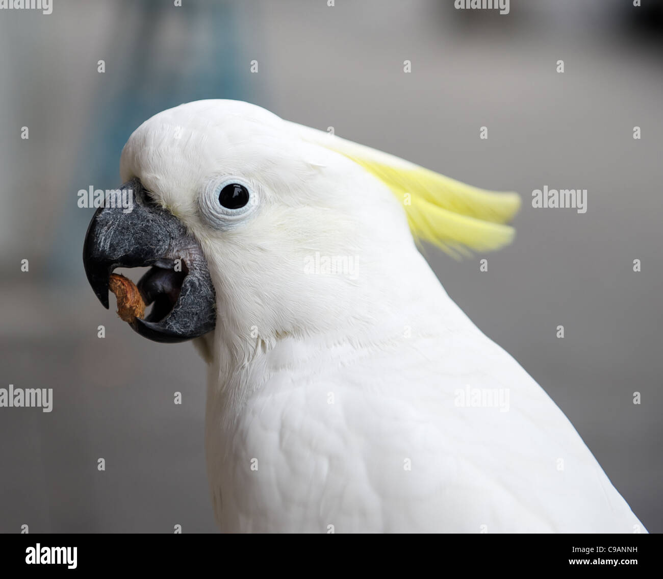 Weißer Papagei Stockfoto