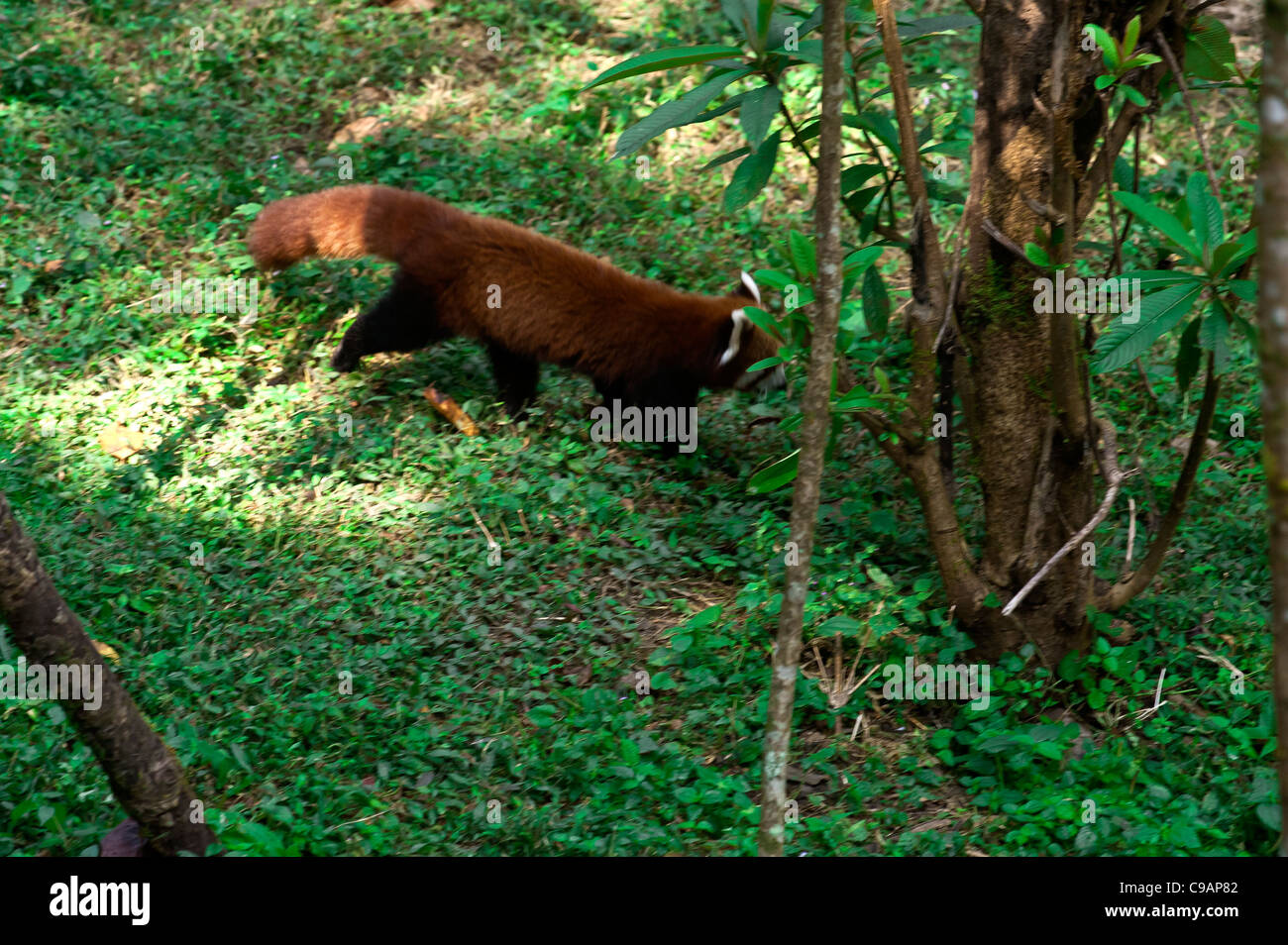 Panda [Land] [WOP] [PH] Stockfoto