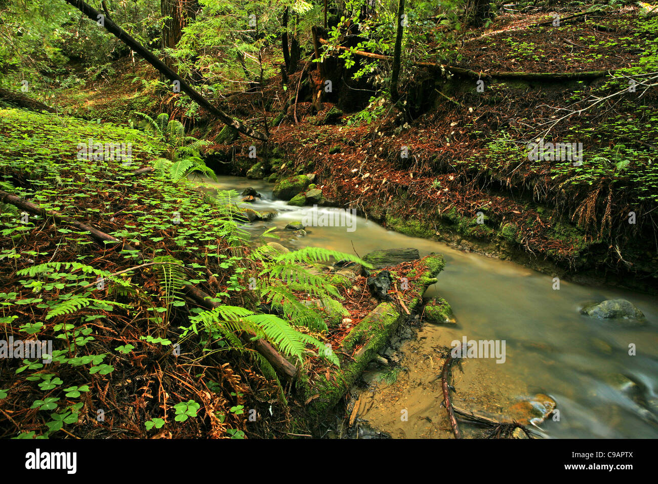 Üppigen Regenwald Stream mit Farnen und Kleeblätter Stockfoto