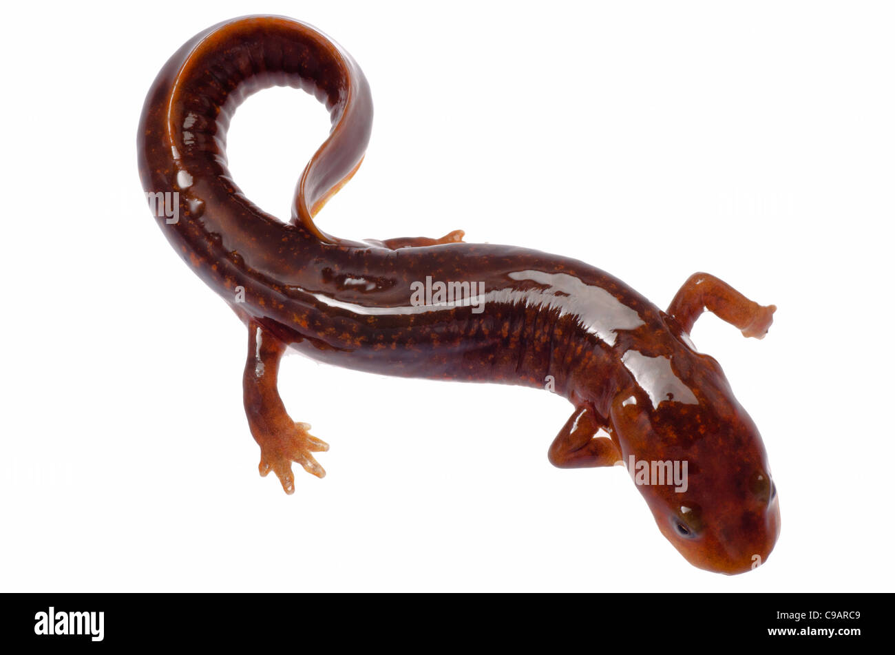 Chinesische Tsitou Salamander Newt isoliert auf weiss Stockfoto