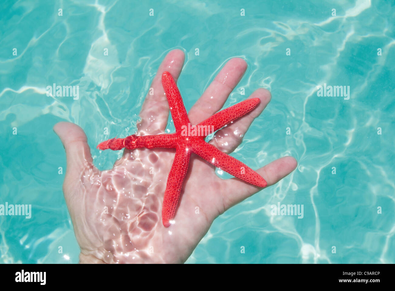 Schwimmender seestern Fotos und Bildmaterial in hoher Auflösung Alamy