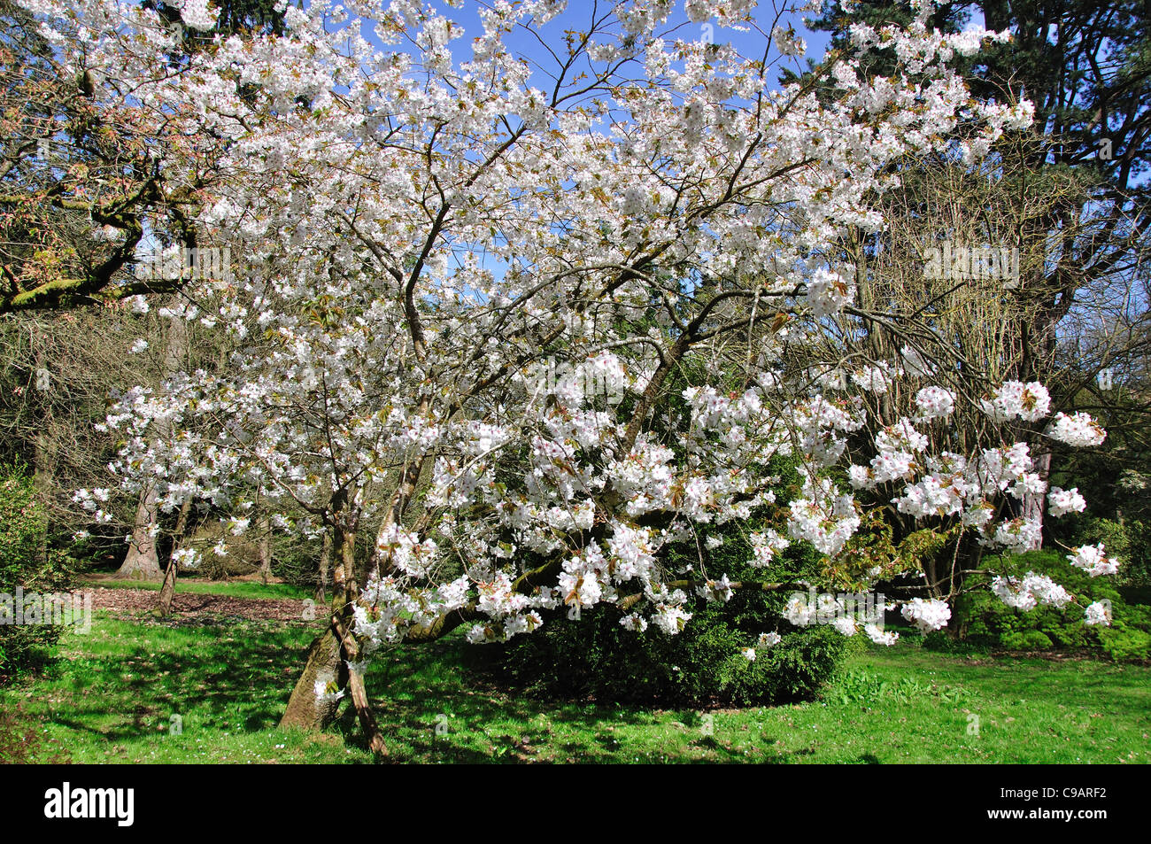 Ein weißer Kirschbaum in voller Blüte UK Stockfoto