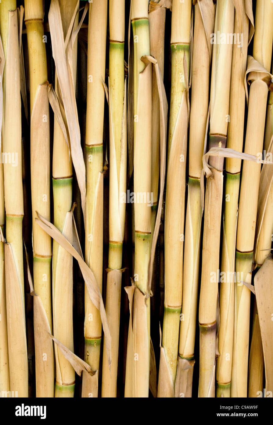 Zuckerrohr-Textur als Zaun oder Schiebedach im Mittelmeer Stockfoto