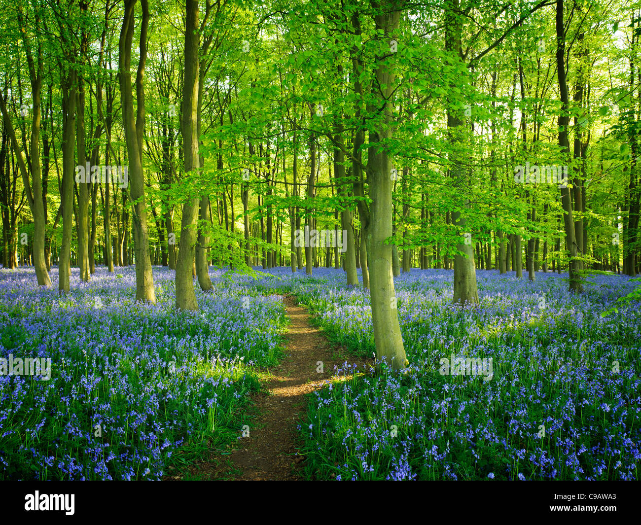 Weg durch Teppich Bluebell Blumen Stockfoto