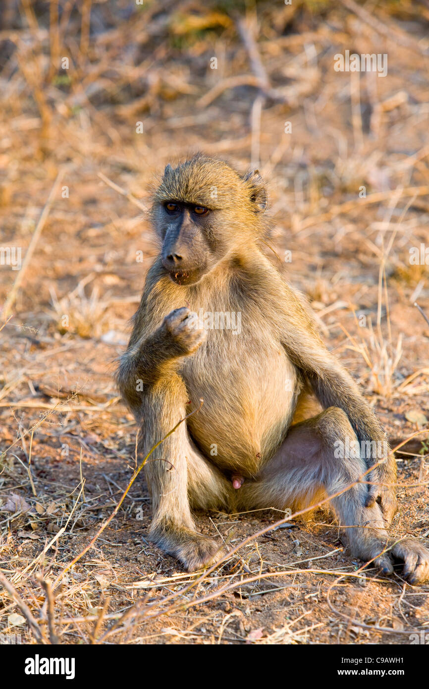 Chacma Pavian (Papio Ursinus) im Kruger Park, Südafrika Stockfoto