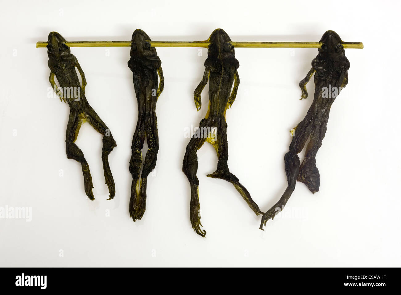 Fried River Frogs auf dem Markt in Vientiane Laos - ein Beispiel für die seltsamen oder seltsamen Speisen, die von Menschen auf der ganzen Welt gegessen werden Stockfoto