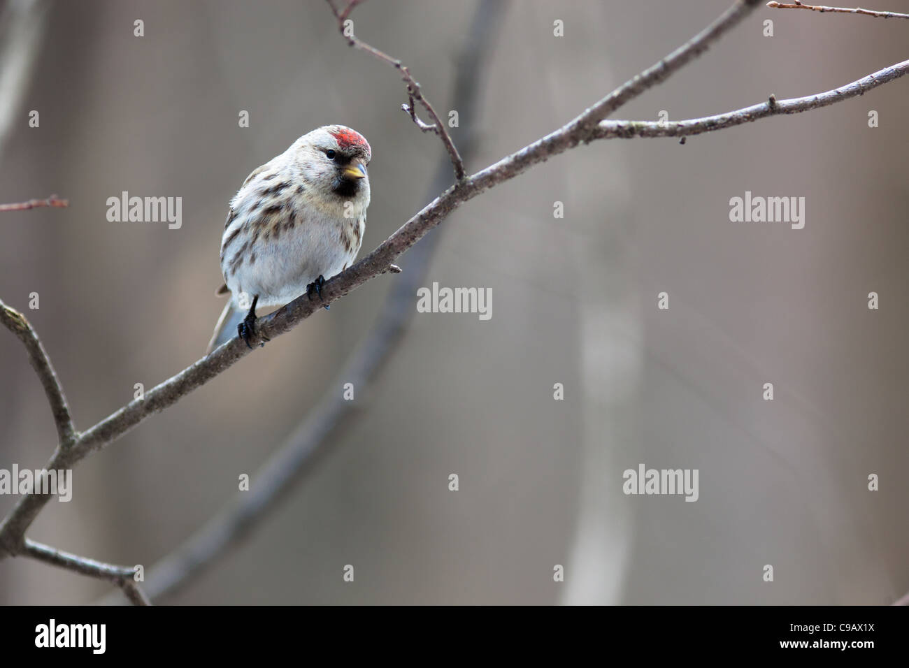 Acanthis Flammea, Redpoll. Timirjazevsky Park, Moskau. Russland Stockfoto