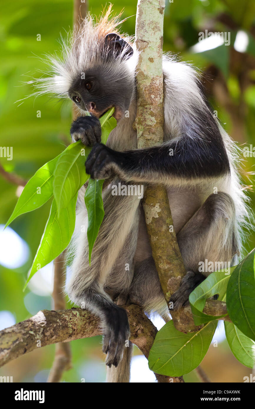 Roten Colobus Affen, Jambiani, Zanzibar Stockfoto