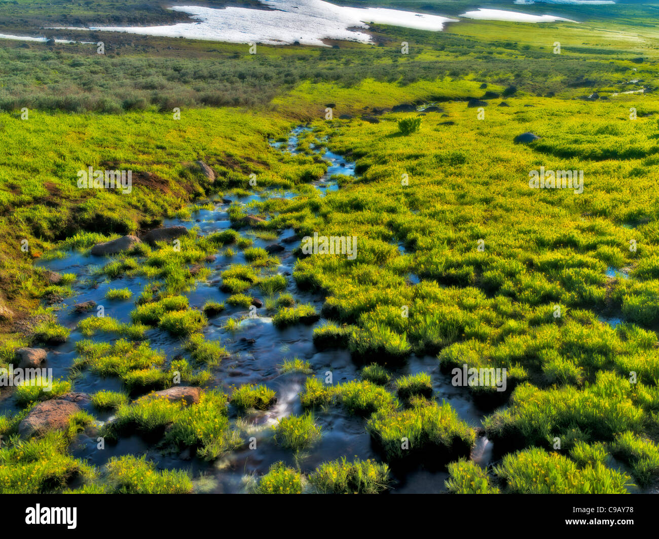 Bereich der Butterblumen und saisonale unbenannten Stream. Steens Mountain Wilderness Stockfoto