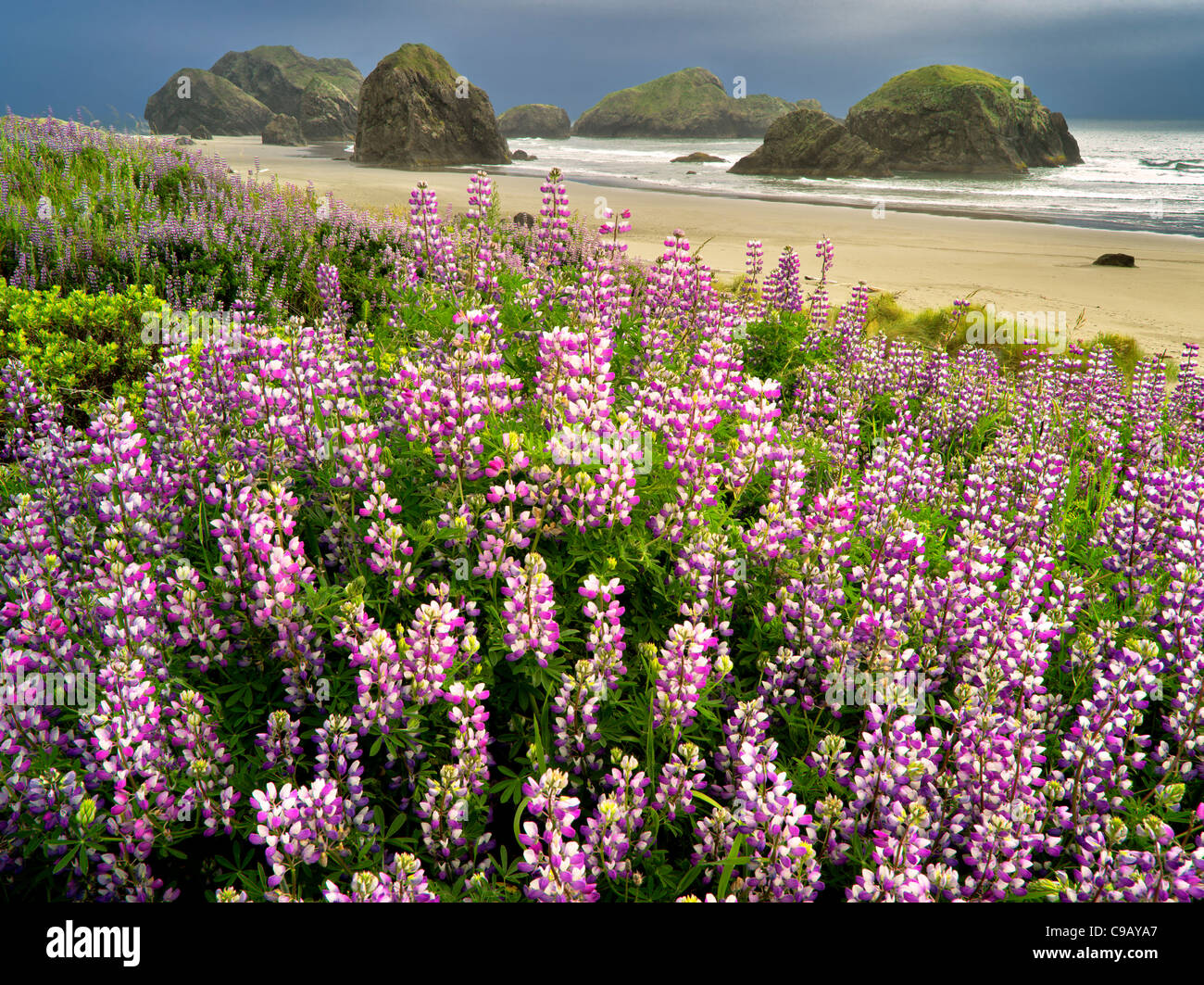 Lupine in Clay Myers State Natural Area. Oregon Stockfoto