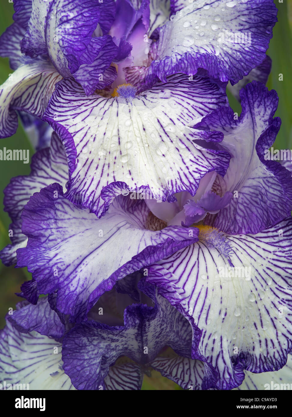 Nahaufnahme von Iris (Herbst Circus) nach Regen. Oregon Stockfoto