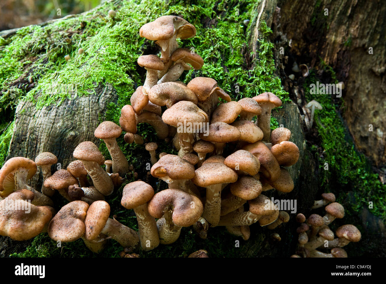 Armillaria Solidipes (Armillaria Ostoyae) Stockfoto