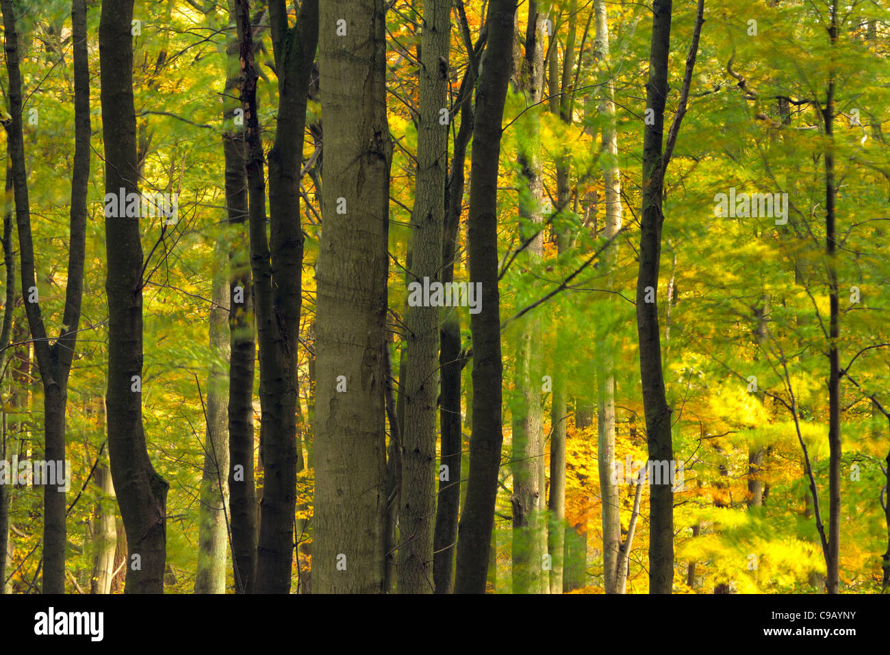 Bunte Herbstlaub Strid Wood an den Ufern des Flusses Wharfe in Wharfedale, Yorkshire, England Stockfoto