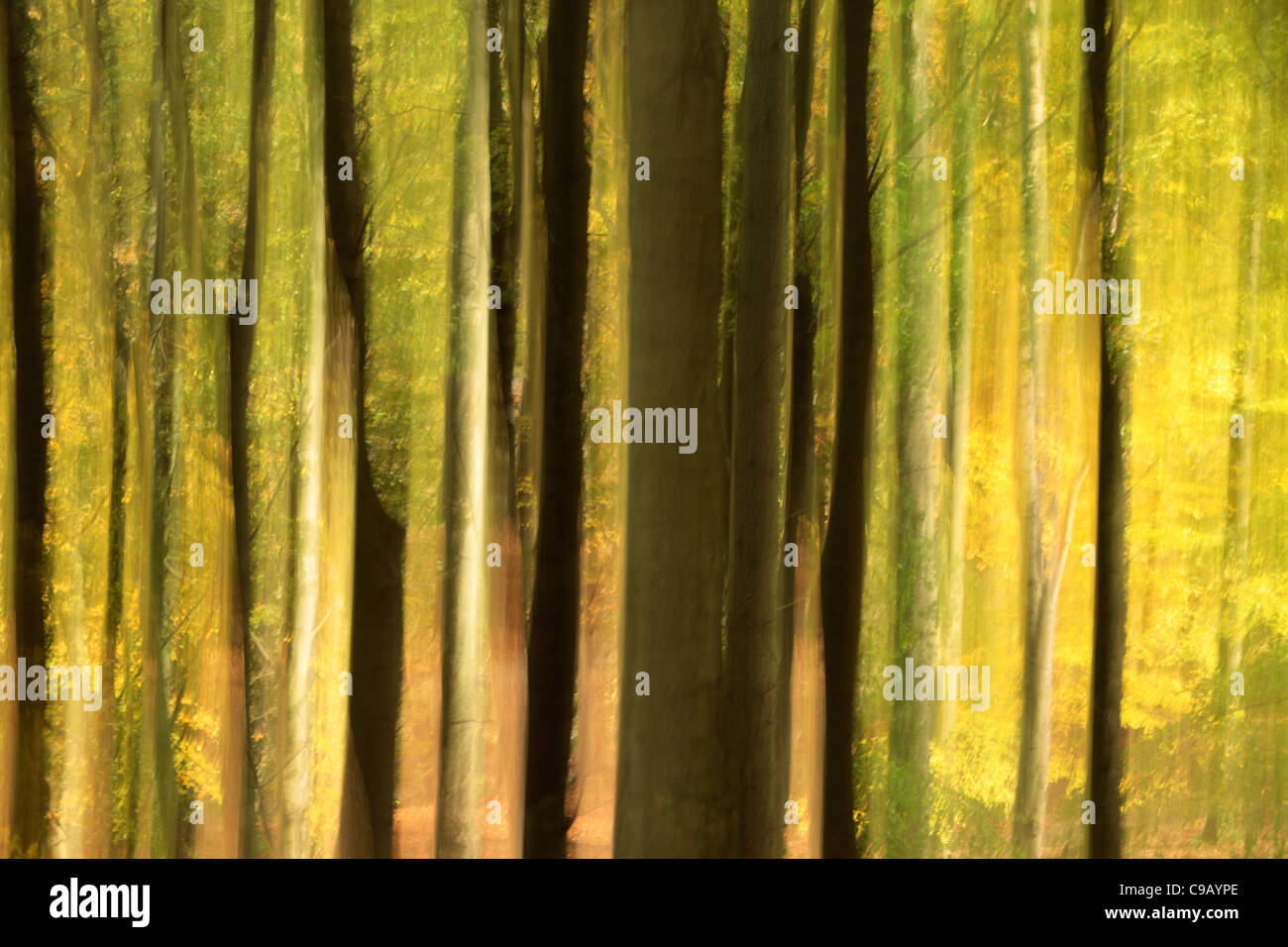 Bunte Herbstlaub Strid Wood an den Ufern des Flusses Wharfe in Wharfedale, Yorkshire, England Stockfoto