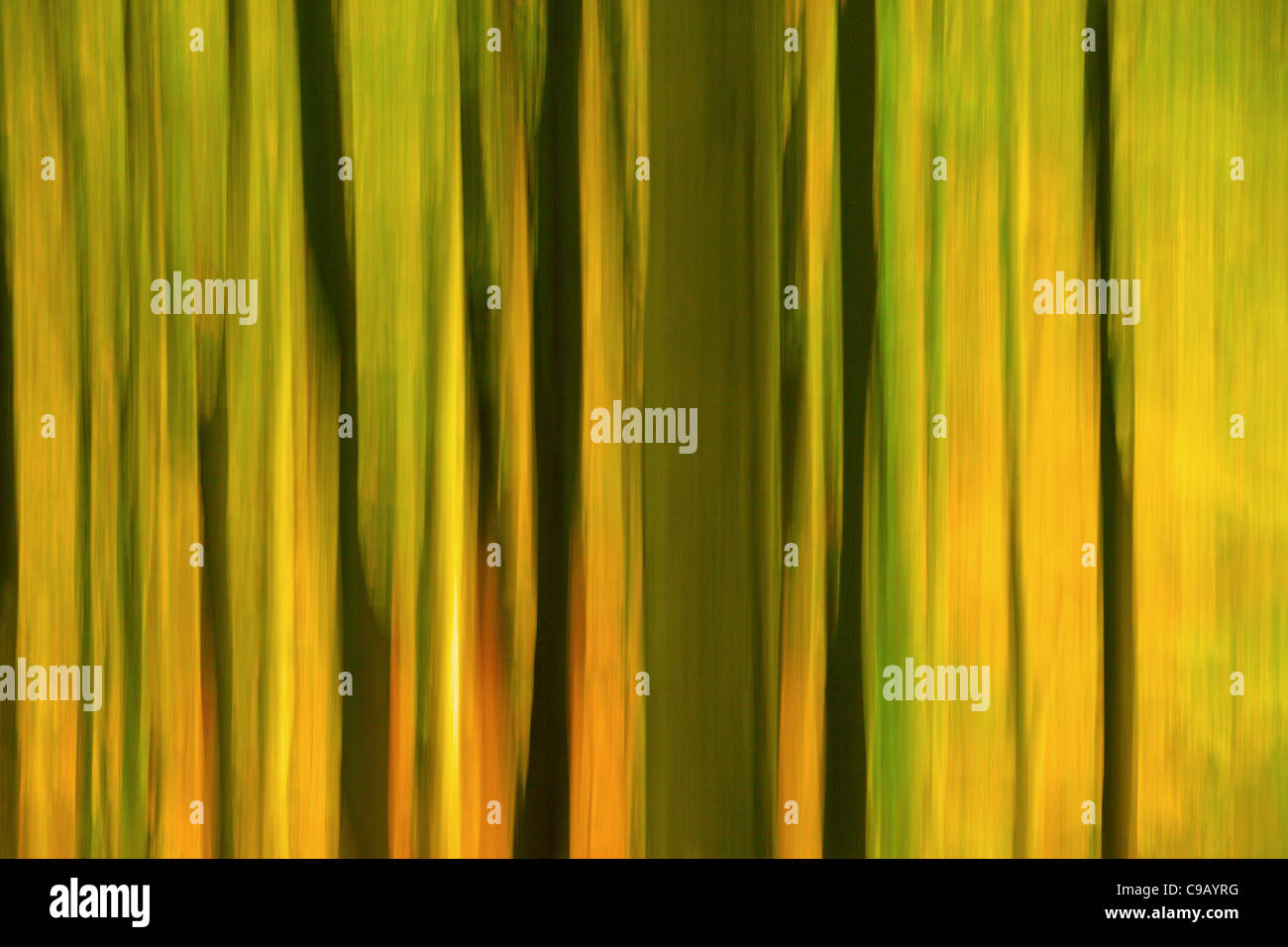 Bunte Herbstlaub Strid Wood an den Ufern des Flusses Wharfe in Wharfedale, Yorkshire, England Stockfoto