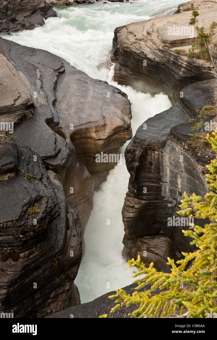 Wildwasser Rauschen durch eine Kalkstein-Schlucht mit einer Tanne im Vordergrund. Vertikale Schuss. Stockfoto
