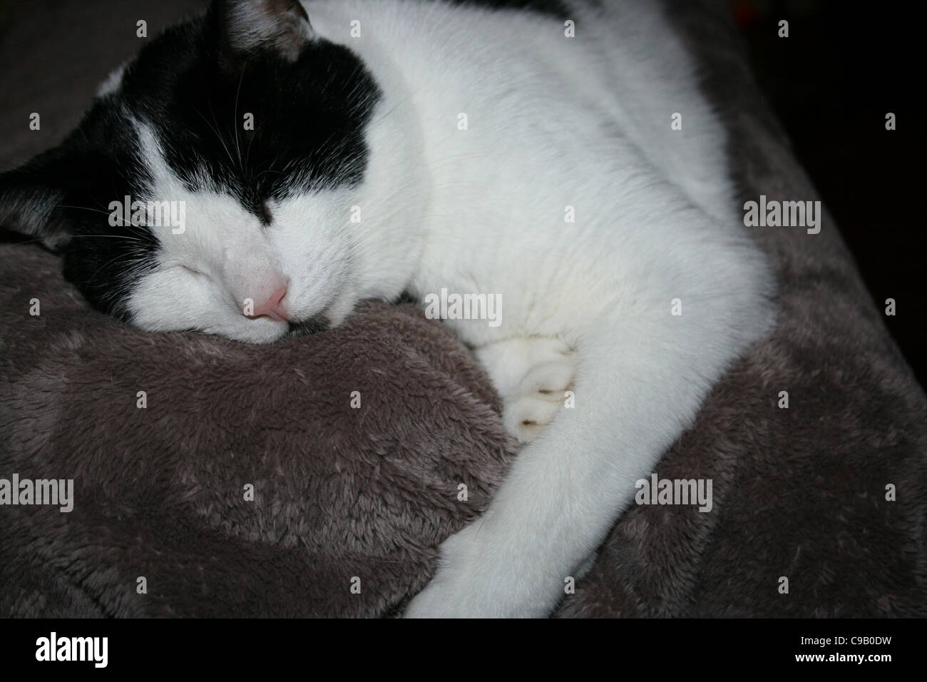 Schwarz / weiß Katze schläft auf Auster Farbe Teppich Stockfoto