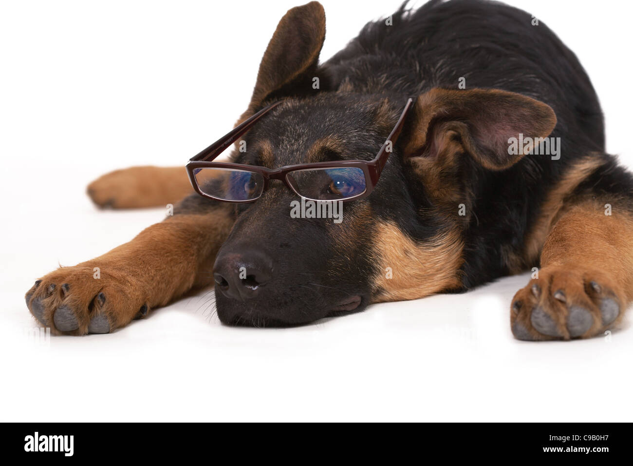 Welpen von den deutschen Schäferhund auf weißem Hintergrund Stockfoto