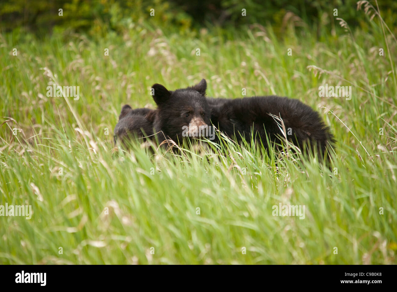Zwei schwarze Bärenjungen Beweidung in den langen Rasen. Stockfoto