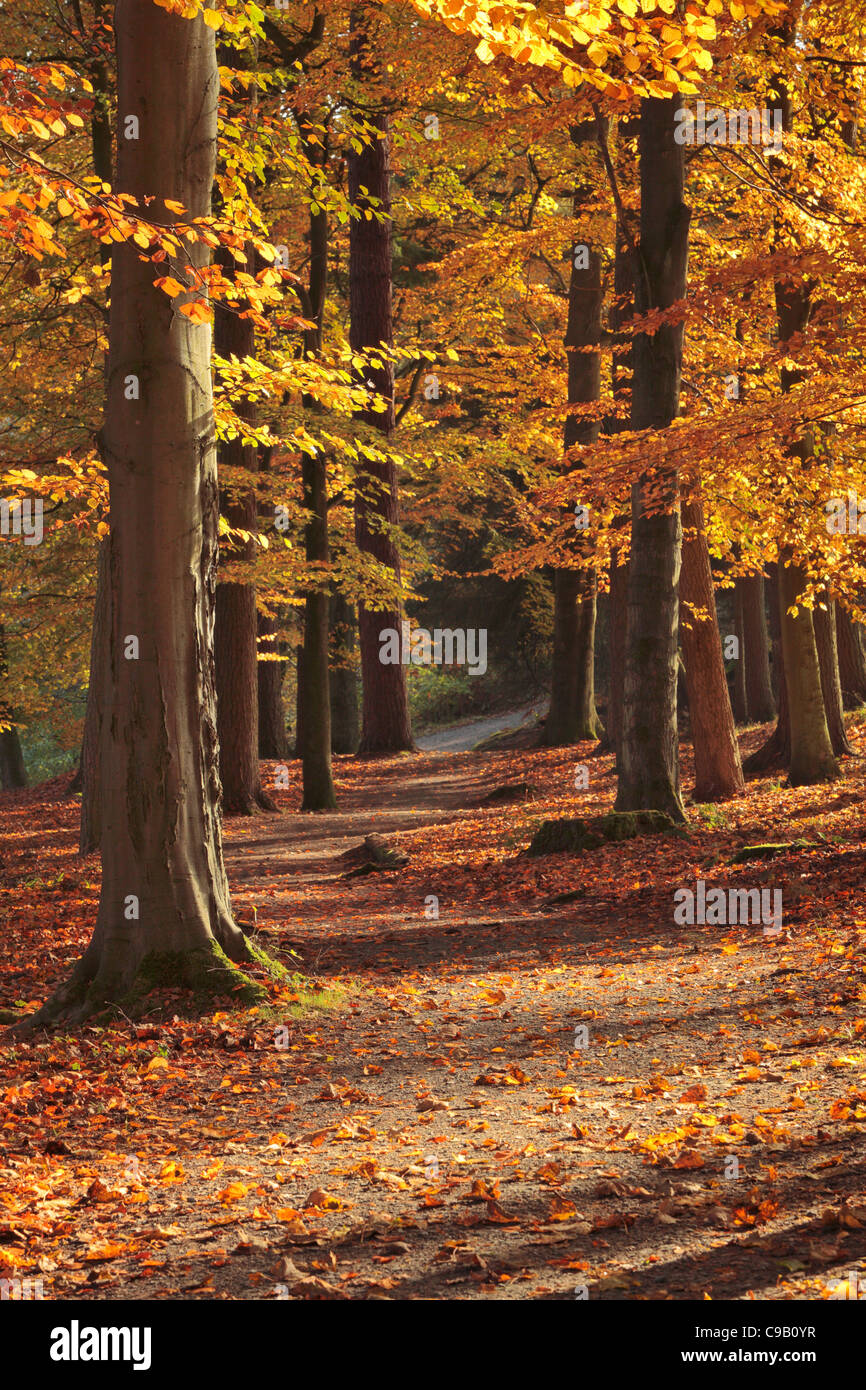 Bunte Herbstlaub Strid Wood an den Ufern des Flusses Wharfe in Wharfedale, Yorkshire, England Stockfoto