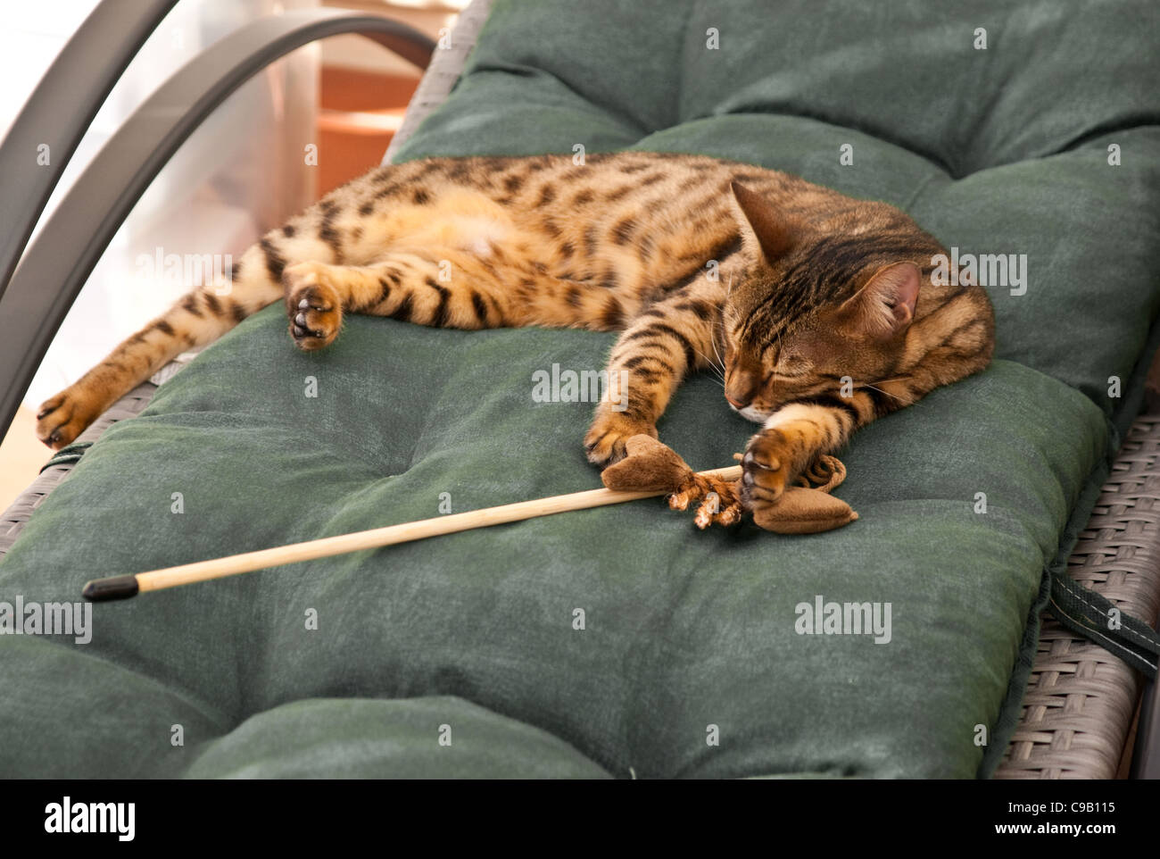 Eine Bengal-Katze liegend erschöpft nach dem Spiel. Stockfoto