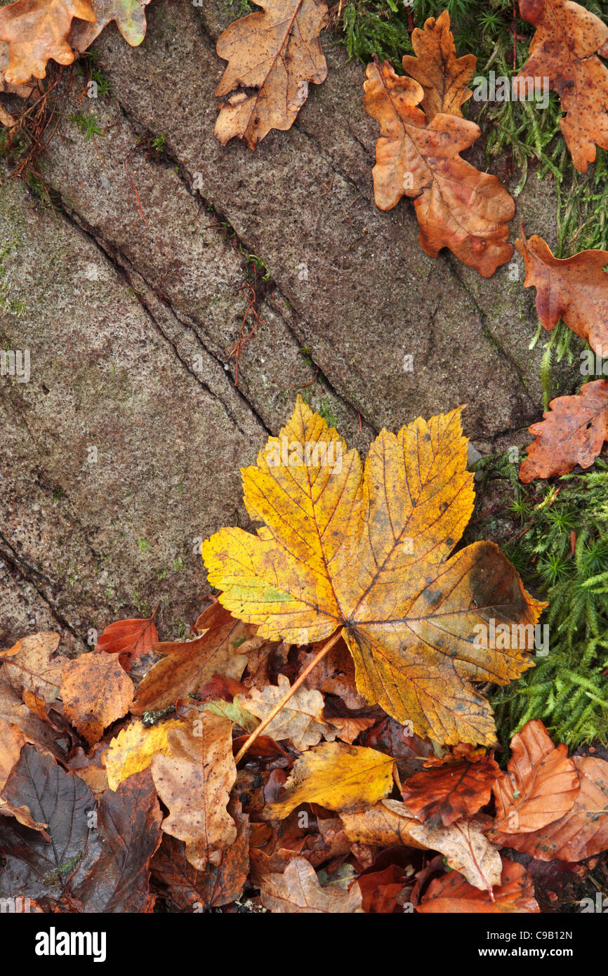 Schöne Herbst Stilleben in Strid Wood in Wharfedale, Yorkshire, England Stockfoto