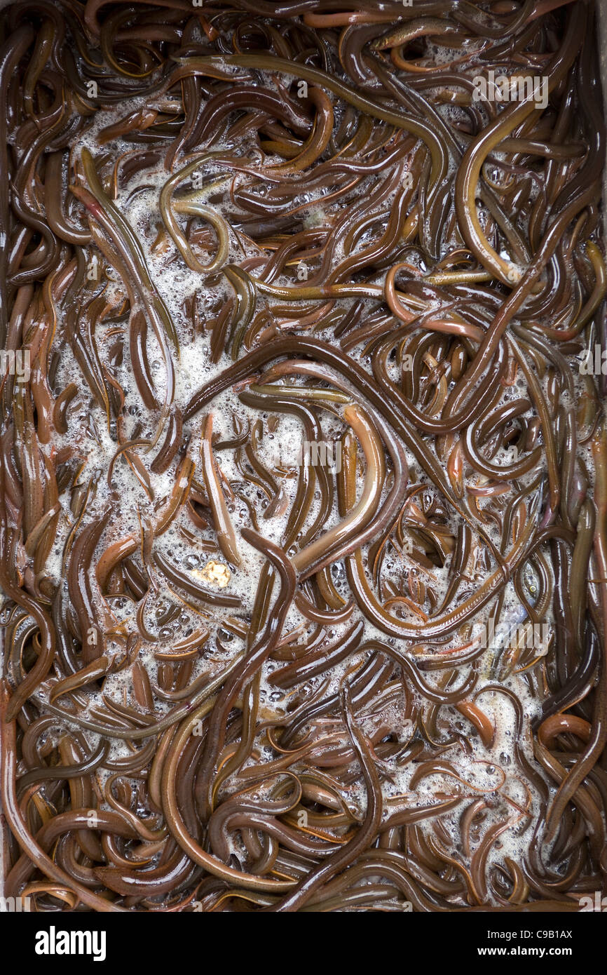 Verkauf im Markt Hanoi Raw Würmer weiterleben Stockfoto