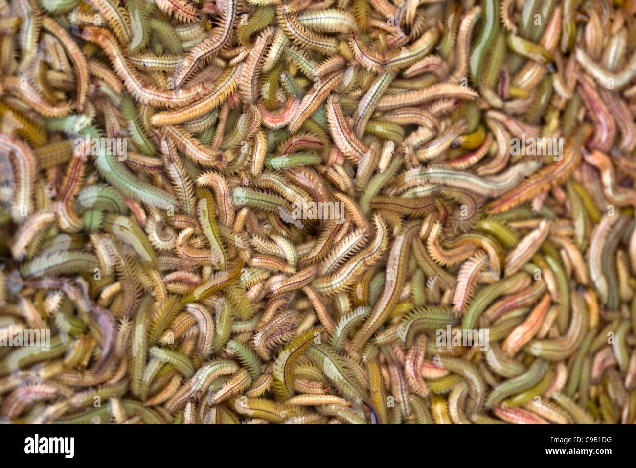 Leben Sie Würmer auf den Verkauf in Hanoi auf Markt Stockfoto