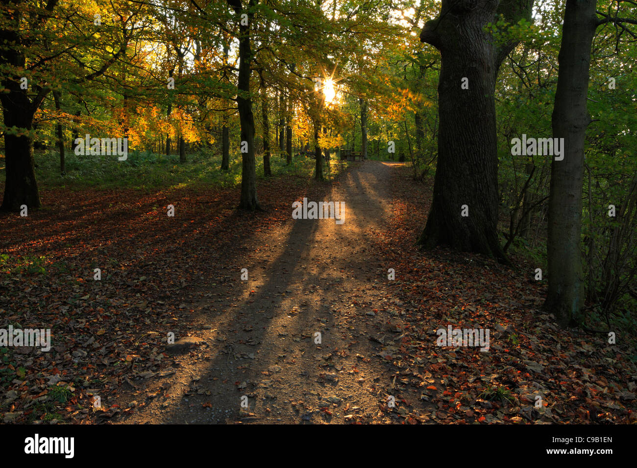 Bunte Herbstlaub Strid Wood an den Ufern des Flusses Wharfe in Wharfedale, Yorkshire, England Stockfoto