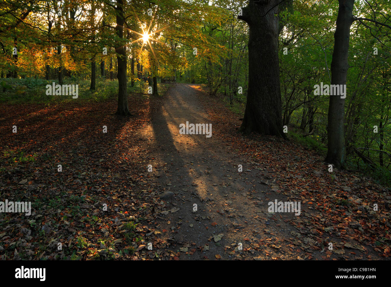 Bunte Herbstlaub Strid Wood an den Ufern des Flusses Wharfe in Wharfedale, Yorkshire, England Stockfoto